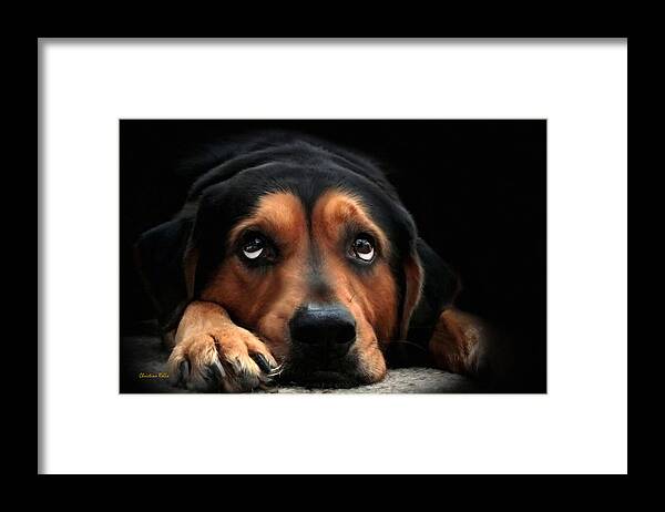 Dog Framed Print featuring the mixed media Puppy Dog Eyes by Christina Rollo