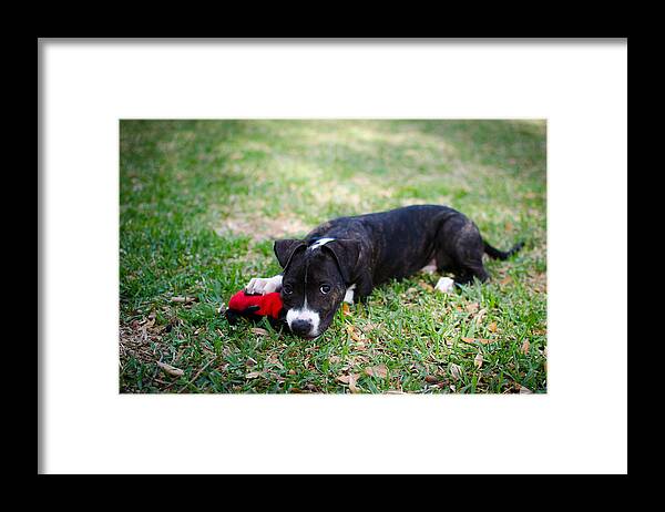 Puppy Framed Print featuring the photograph Puppy Eyes by David Morefield
