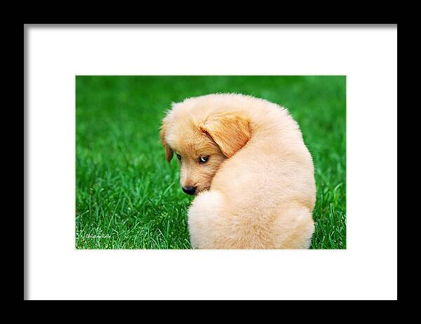 Golden Retriever Framed Print featuring the photograph Puppy Love by Christina Rollo