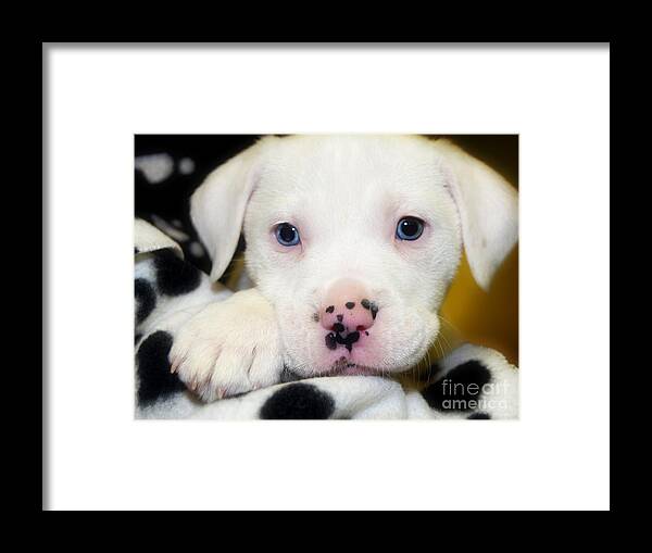 Puppies Framed Print featuring the photograph Puppy Pose with 4 spots on Nose by Peggy Franz