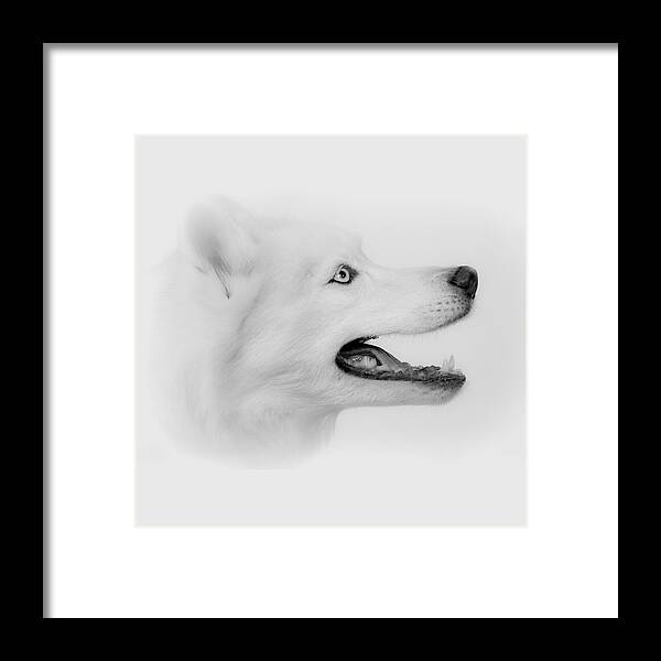 Siberian Husky Framed Print featuring the photograph Pure by Betty Depee