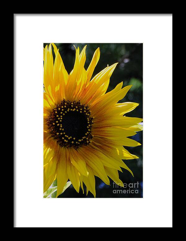Sunflower Framed Print featuring the photograph Pure Sunshine by Sarah Schroder