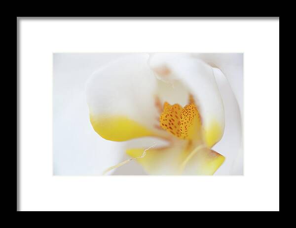 Flower Framed Print featuring the photograph Pure White by Sebastian Musial