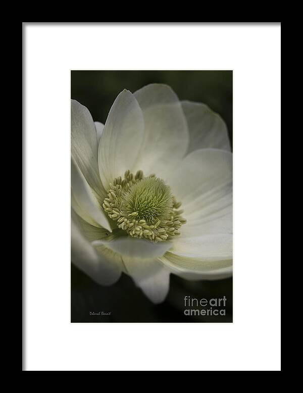 Flower Framed Print featuring the photograph Pureness In White by Deborah Benoit
