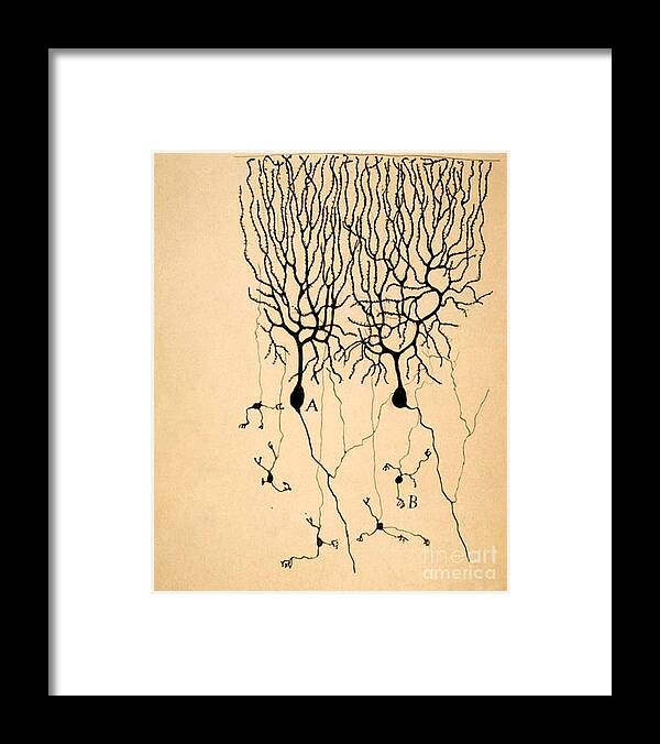 Purkinje Cells Framed Print featuring the photograph Purkinje Cells by Cajal 1899 by Science Source