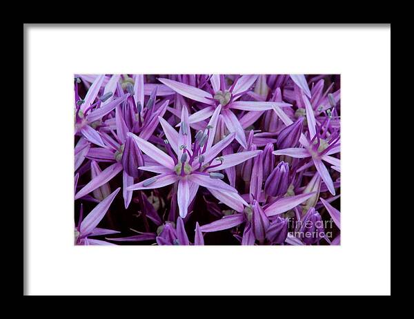 Purple Flowers Framed Print featuring the photograph Purple Allium by Jonathan Harper