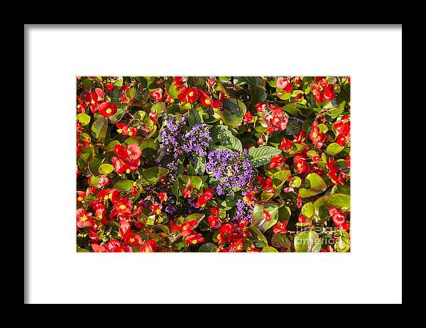 Yountville Napa Valley California Flower Flowers Leaves Bloom Blooms Plant Plants Red Purple Framed Print featuring the photograph Purple and Reds by Bob Phillips