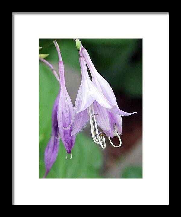 Purple Framed Print featuring the photograph Purple and white Fuchsia by Ron Roberts