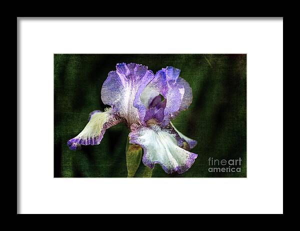 Purple And White Iris Framed Print featuring the photograph Purple and White Iris by Tamara Becker