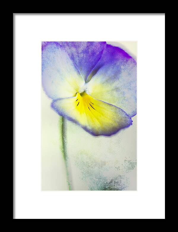 Yellow Framed Print featuring the photograph Purple and Yellow Pansy by Carol Leigh