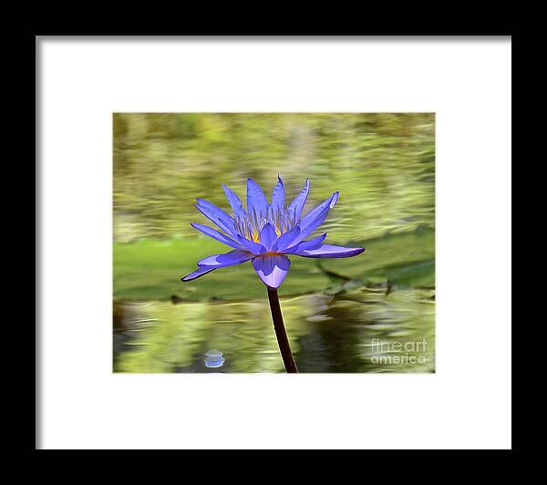 Lily Framed Print featuring the photograph Purple Beauty by Carol Bradley