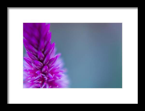 Fall Framed Print featuring the photograph Purple Blur by Wild Fotos