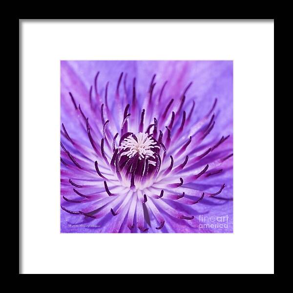 Clematis Framed Print featuring the photograph Purple Clematis by Richard J Thompson 