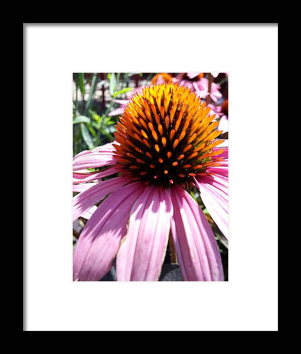 Macro Framed Print featuring the photograph Purple Cone Flower by Caryl J Bohn