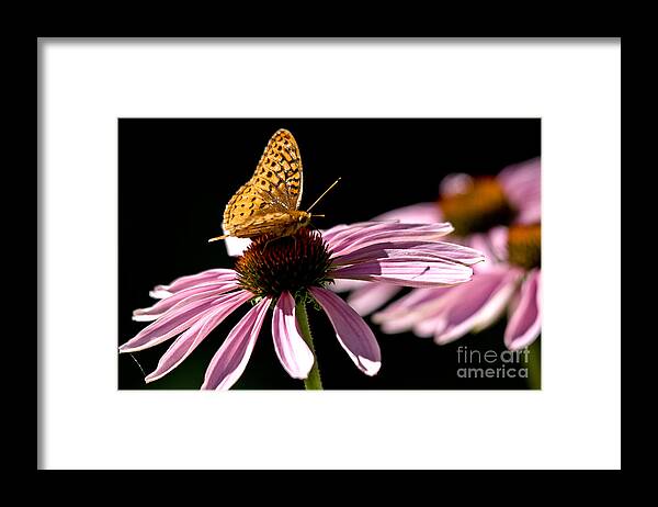 Butterfly Framed Print featuring the photograph Purple Cone flowers and Friend by Cheryl Baxter