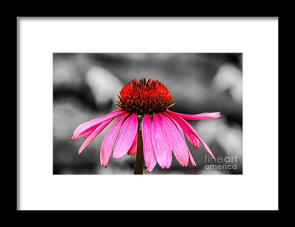 M C Story Framed Print featuring the photograph Purple Coneflower - SC by Mary Carol Story