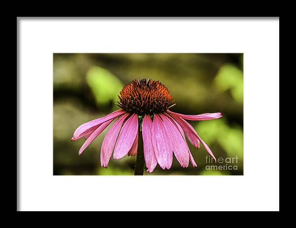M C Story Framed Print featuring the photograph Purple Coneflower - Single by Mary Carol Story