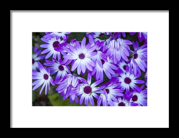 Daisies Framed Print featuring the photograph Purple Daisies by Cathy Kovarik