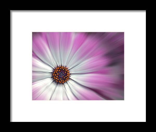 Flowers Framed Print featuring the digital art Purple Daisy by Nina Bradica