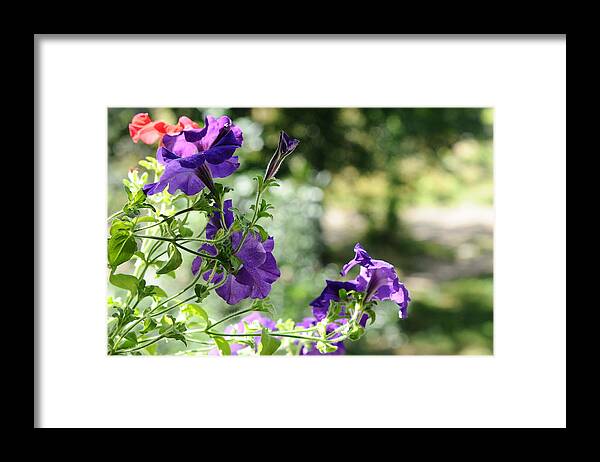 Petunia Framed Print featuring the photograph Purple Delight. Petunia Bloom by Jenny Rainbow