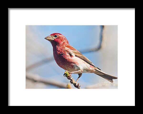 Finch Framed Print featuring the photograph Purple Finch by Cheryl Baxter