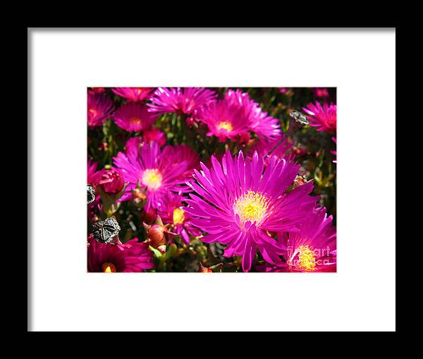 Flower Framed Print featuring the pyrography Purple flowers by Jelena Jovanovic