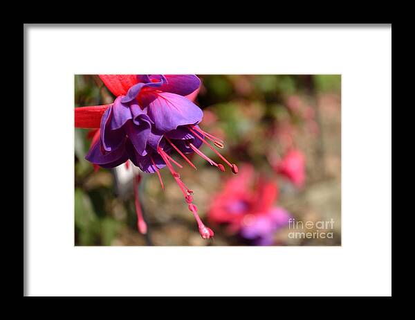 Lavender Framed Print featuring the photograph Purple Fuchsia by Scott Lyons