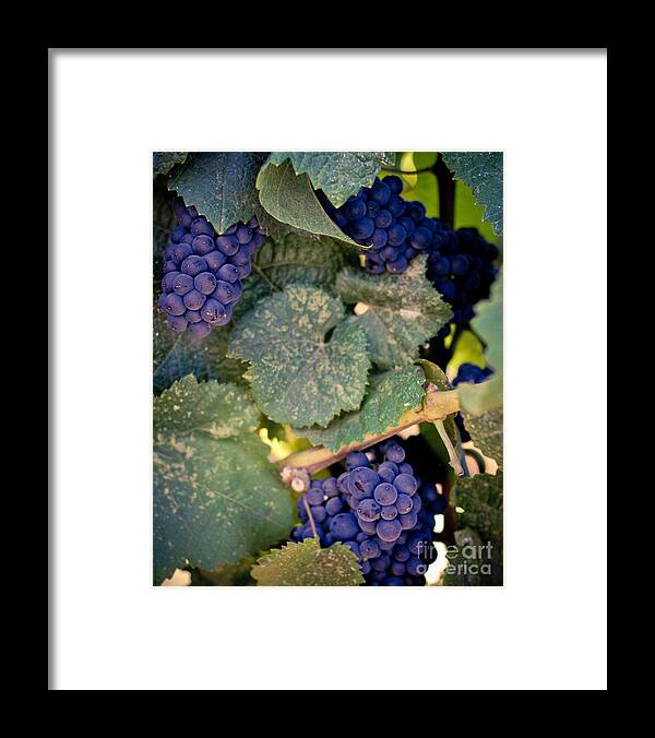 Grapes Framed Print featuring the photograph Purple Grapes on the Vine by Ana V Ramirez