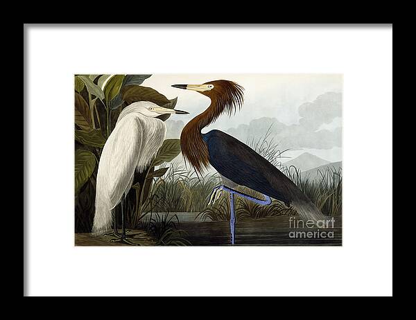 Heron Framed Print featuring the painting Purple Heron by John James Audubon