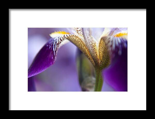 Floral Framed Print featuring the photograph Purple Iris 1 by Theresa Tahara