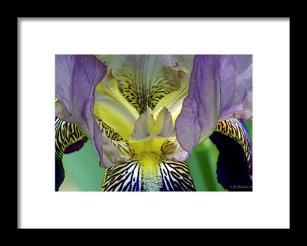2d Framed Print featuring the photograph Purple Iris by Brian Wallace