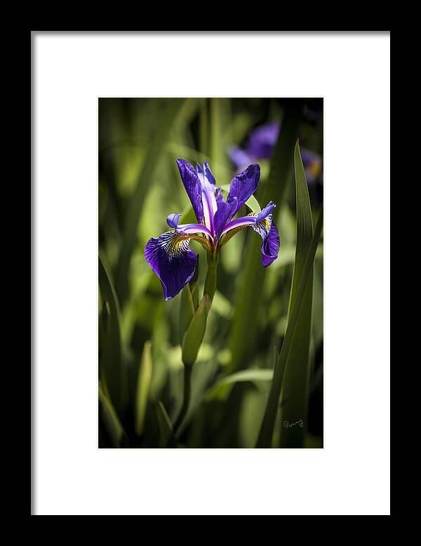 Background Framed Print featuring the photograph Purple Iris by Penny Lisowski