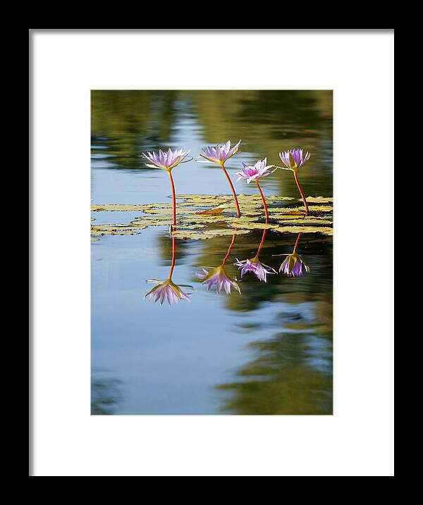 Lillies Framed Print featuring the photograph Purple Lillies by Peter Tellone