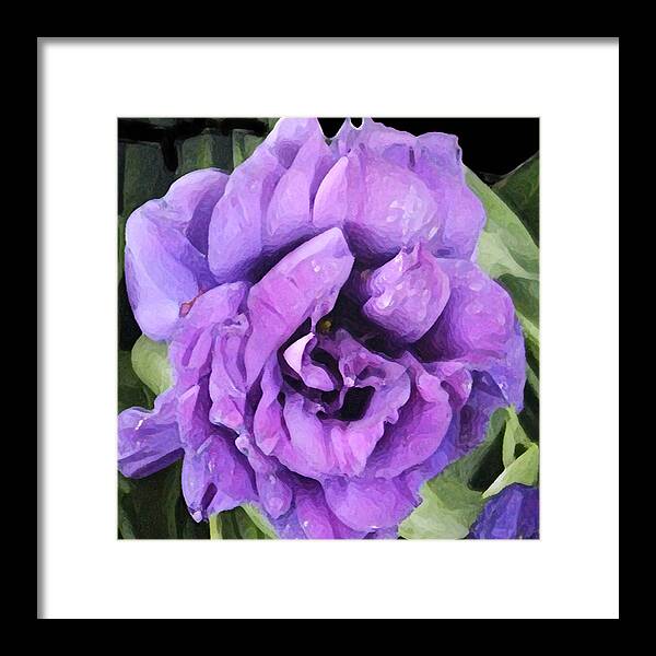 Lisianthus Framed Print featuring the painting Purple Lisianthus by Dale Moses