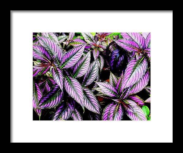Photography Framed Print featuring the photograph 'Purple' by Liza Dey