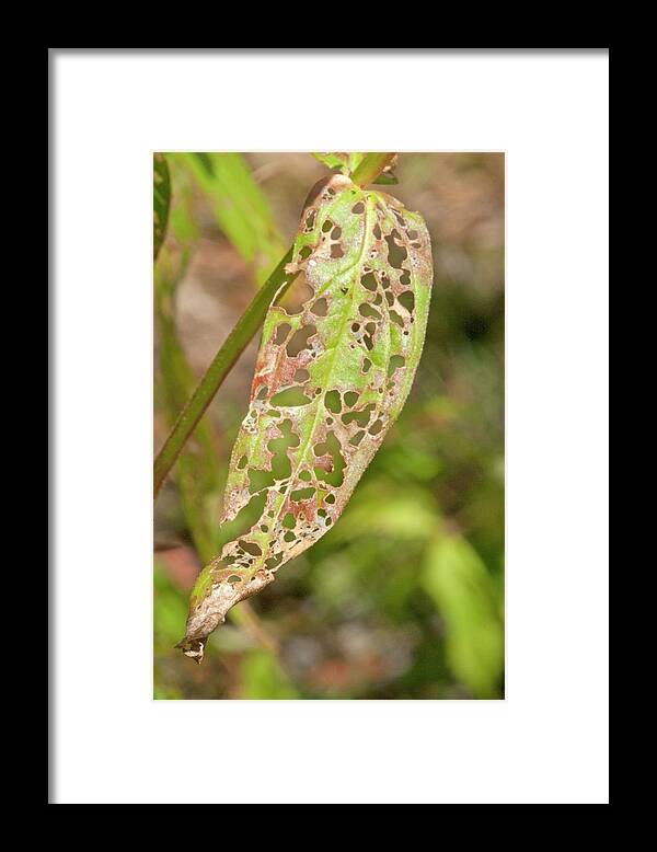 Wildlife Framed Print featuring the photograph Purple Loosestrife Leaf by Science Stock Photography