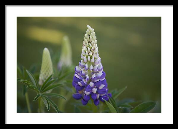 Meadows Framed Print featuring the photograph Purple Lupine by Omaste Witkowski