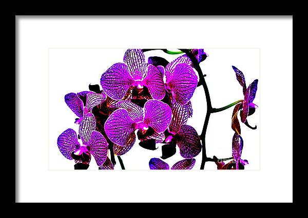 Photo Framed Print featuring the photograph Purple Magenta Orchids by Marsha Heiken