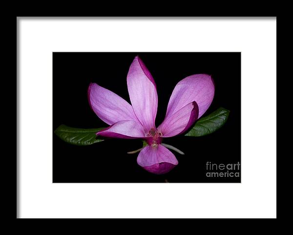 Purple Framed Print featuring the photograph Purple Magnolia by Nancy Bradley