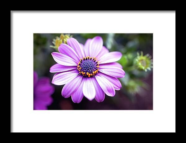 Purple Framed Print featuring the photograph Purple Margarita, Close Up by Juergen Bosse