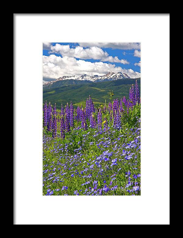 Floral Framed Print featuring the photograph Purple Mountain Majesty by Bill Singleton