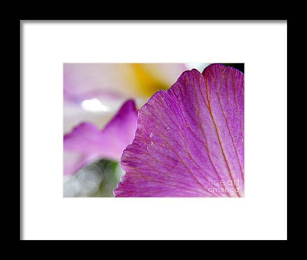 New Orleans Photography Framed Print featuring the photograph Iris Purple Mountains Majesty A Spring Equinox In New Orleans Louisiana by Michael Hoard