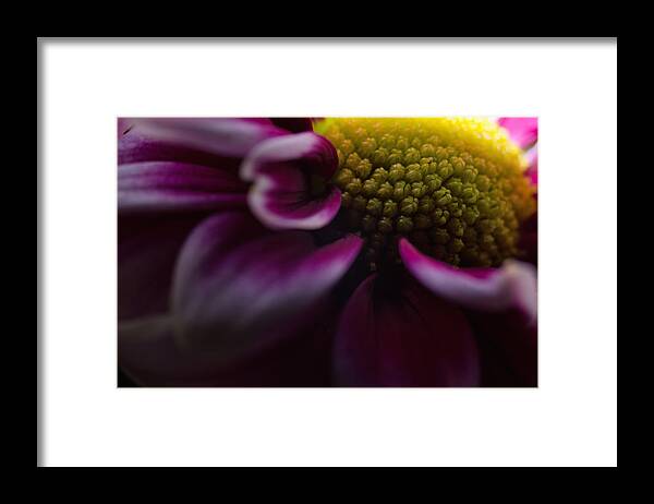 Flower Framed Print featuring the photograph Purple Mum Macro by Jim Shackett