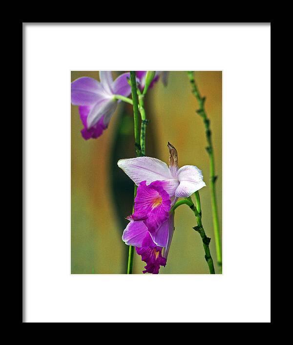 Flowers Framed Print featuring the photograph Purple Orchid by Jennifer Robin