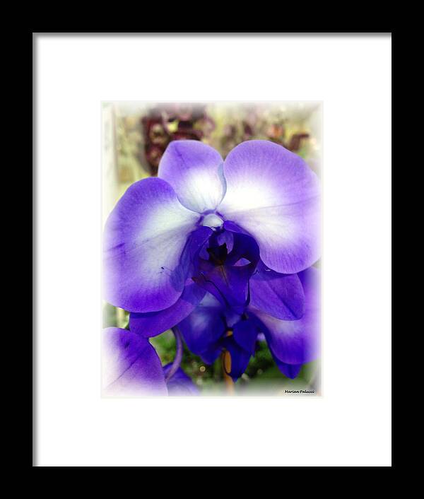 Purple Framed Print featuring the photograph Purple Orchid by Marian Lonzetta