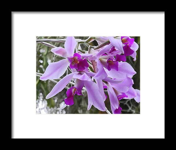 Purple Orchid Framed Print featuring the photograph Purple Orchid Personality by Patricia Greer