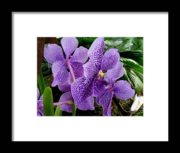 Orchids Framed Print featuring the photograph Purple orchids by Carey Chen