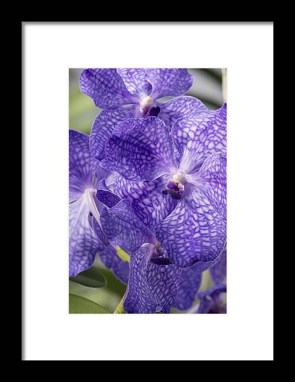 Orchids Framed Print featuring the photograph Purple orchids by Elena Perelman
