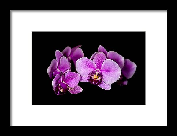 Orchids Framed Print featuring the photograph Purple Orchids by Len Romanick