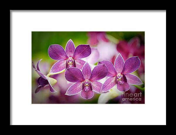 Nature Framed Print featuring the photograph Purple orchids by Oscar Gutierrez